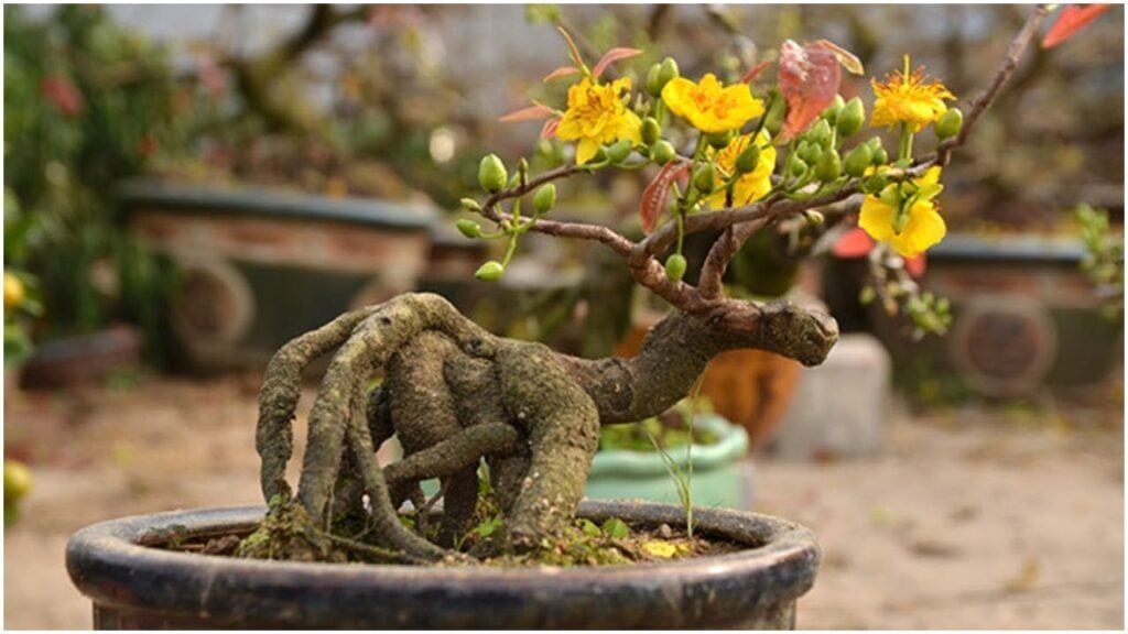 How to fertilize apricot blossom trees after Tet (Lunar New Year) to help them recover quickly? How to fertilize apricot blossom trees after Tet (Lunar New Year)?