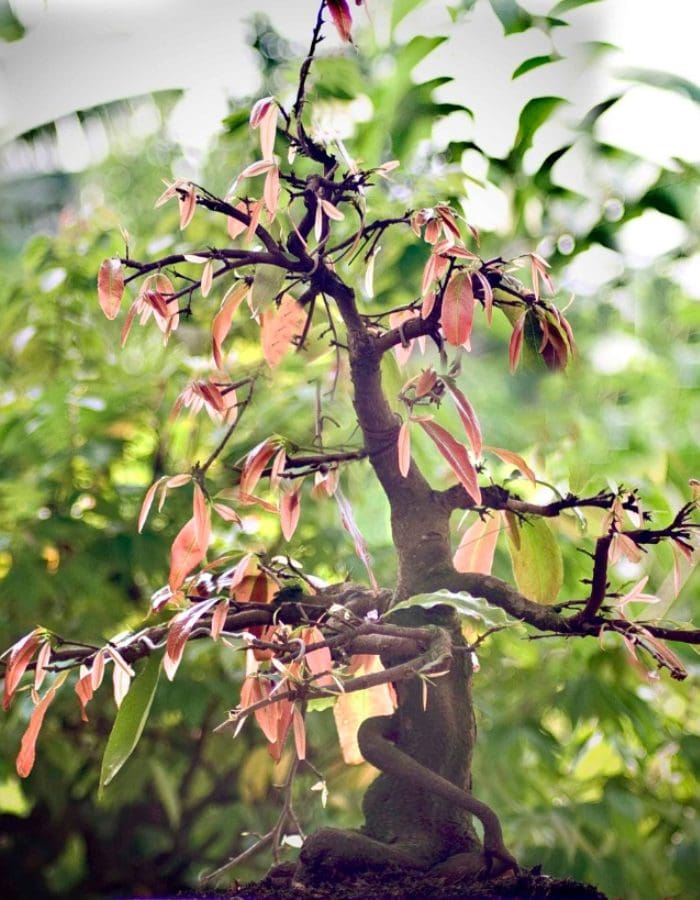 How to fertilize apricot blossom trees after Tet (Lunar New Year) to help them recover quickly? Fertilize your apricot blossom tree in the 11th and 12th months of the lunar calendar.