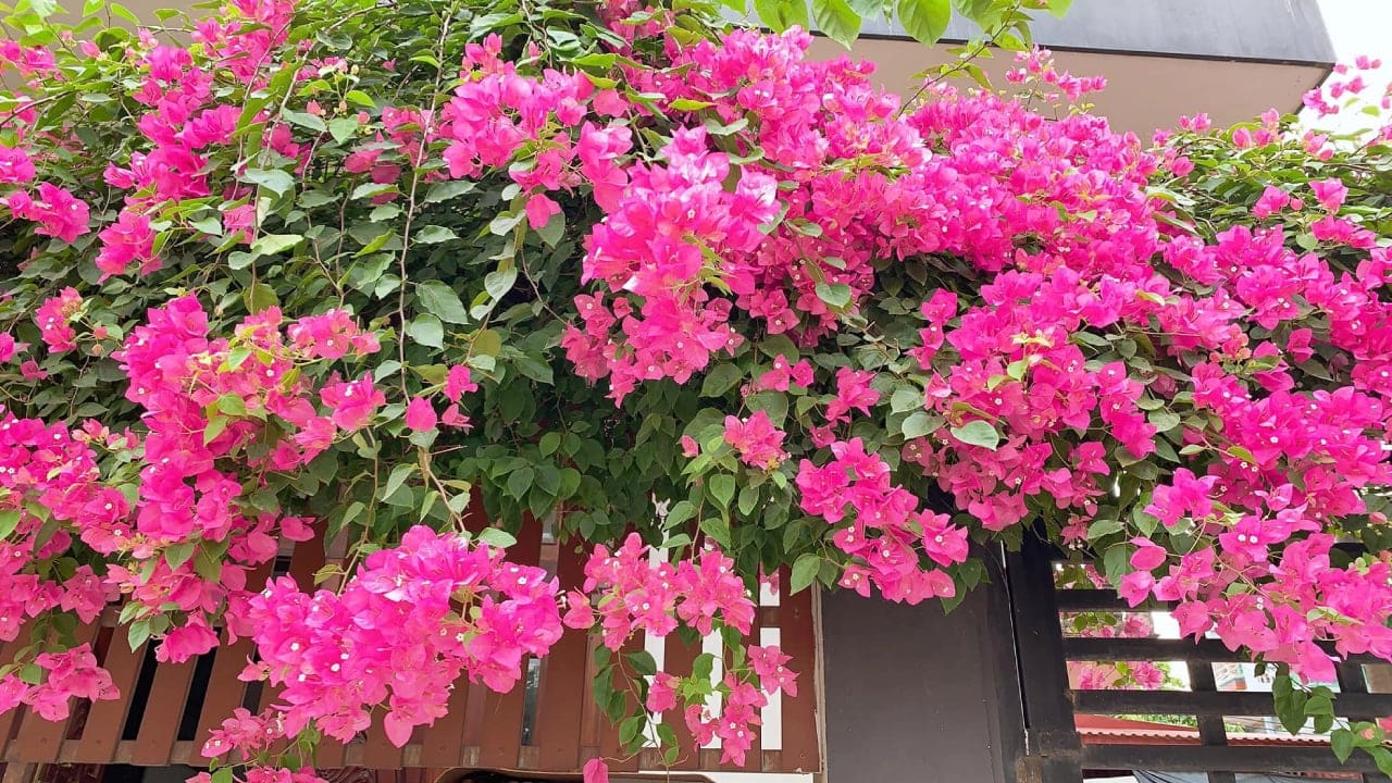 Thời điểm bón phân cho hoa giấy