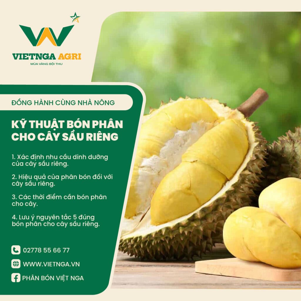 Hướng dẫn bón phân npk cho sầu riêng con đúng cách để cây phát triển tốt Bón phân npk đúng tỷ lệ