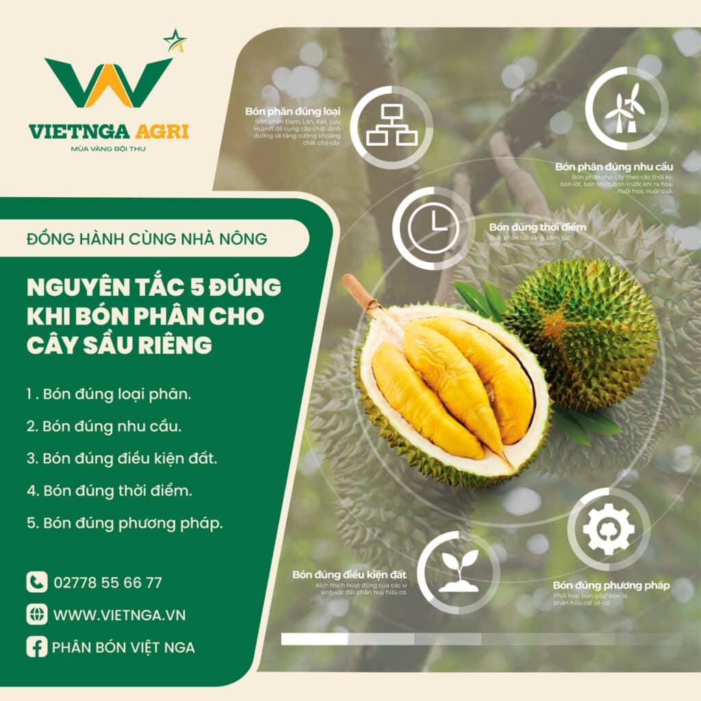 Hướng dẫn bón phân npk cho sầu riêng con đúng cách để cây phát triển tốt Tuân thủ nguyên tắc khi bón phân cho cây sầu riêng