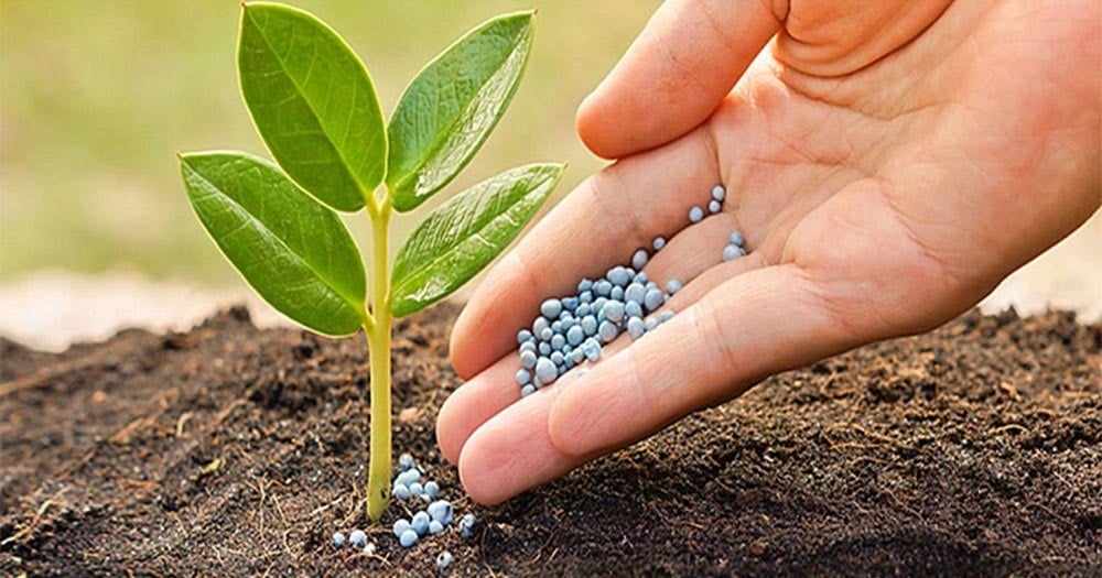 Các loại phân bón cho cây trồng chất lượng Các loại phân bón cho cây trồng