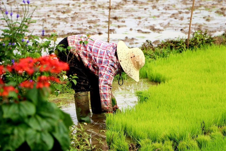 Bí Quyết Để Giúp Cây Lúa Khỏe Ngay Từ Đầu Vụ Đông Xuân Thời tiết và nguồn nước tưới là điều kiện giúp cây lúa phát triển khỏe mạnh cho cả vụ