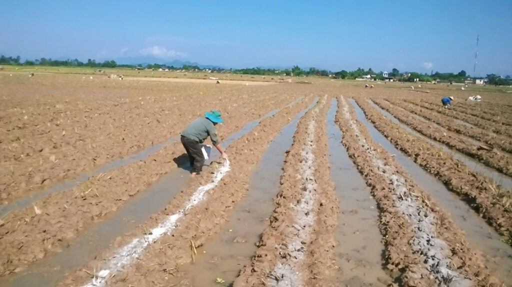 Bí Quyết Để Giúp Cây Lúa Khỏe Ngay Từ Đầu Vụ Đông Xuân Cung cấp dinh dưỡng cho cây lúa ngay từ đầu vụ