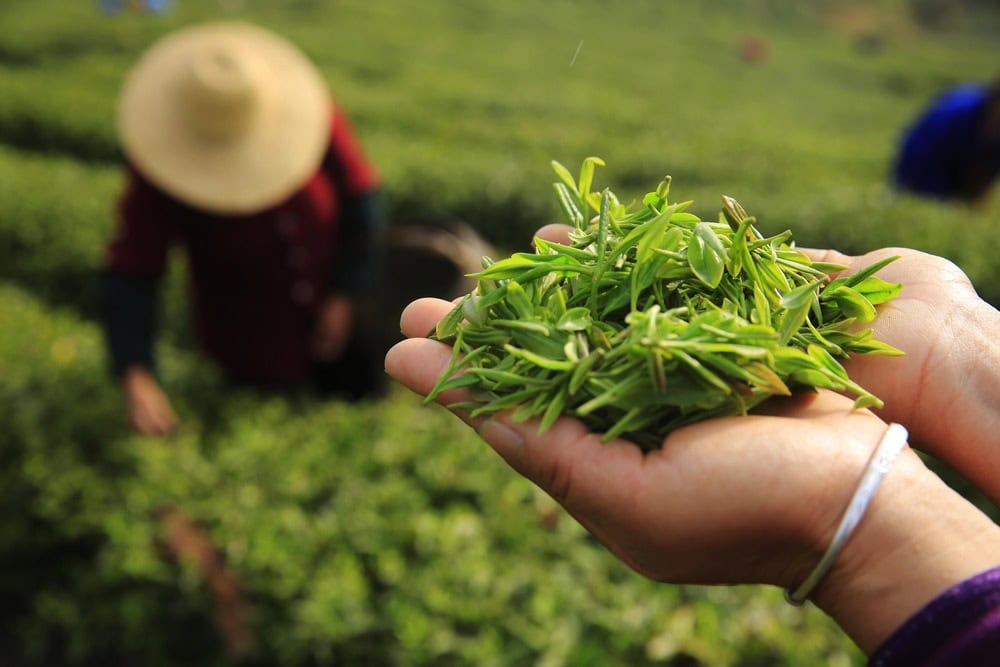 Xét về giá trị, chè Việt Nam xuất khẩu vào Trung Quốc đứng thứ 2 sau Sri Lanka