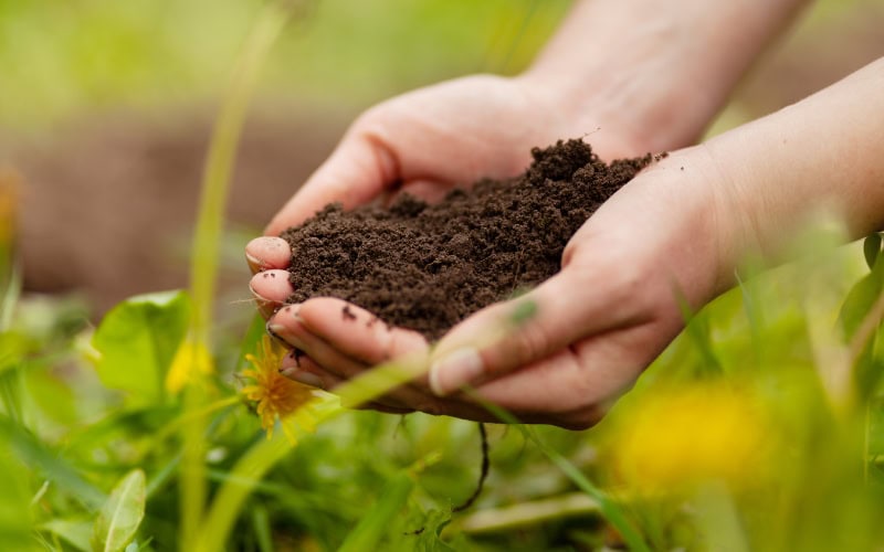 Những loại phân bón cây ăn quả cho cây phát triển tốt nhất Lưu ý khi bón phân cho cây ăn quả