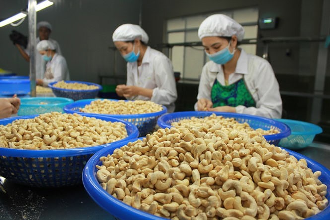 Xuất khẩu hạt điều dự kiến tăng mạnh vào cuối năm