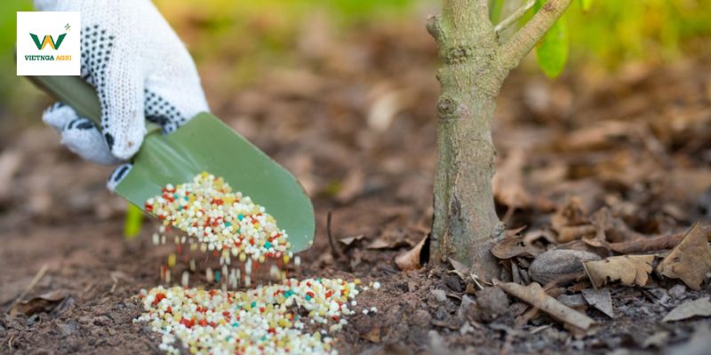 Nên tìm hiểu kỹ về các loại phân bón cho cây mai.
