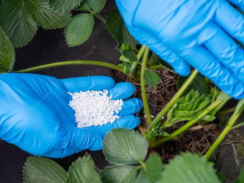 What is Fertilizer? The Uses of Fertilizer for Plants Fertilizers help enhance the process of photosynthesis.
