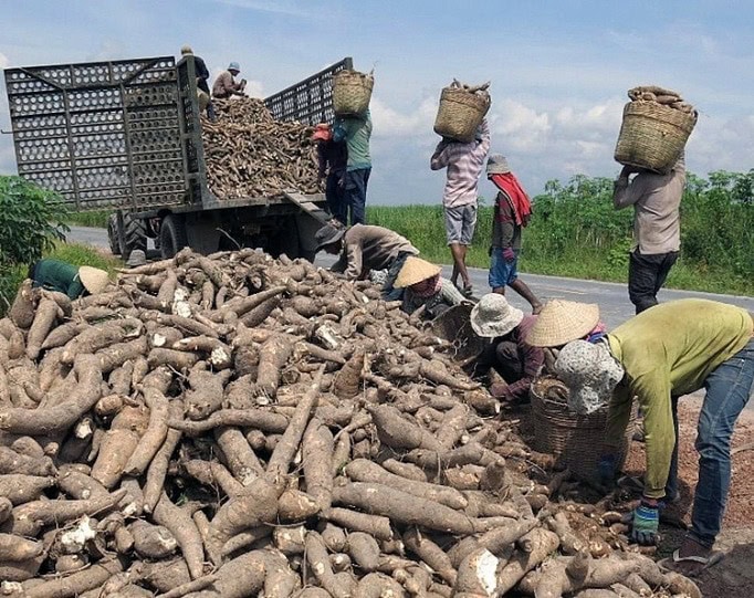 Trong 11 Tháng, Sắn Xuất Khẩu Thu Về Hơn 1 Tỷ USD 2,3 triệu tấn sắn được xuất khẩu trong 11 tháng, thu về hơn 1 tỷ USD