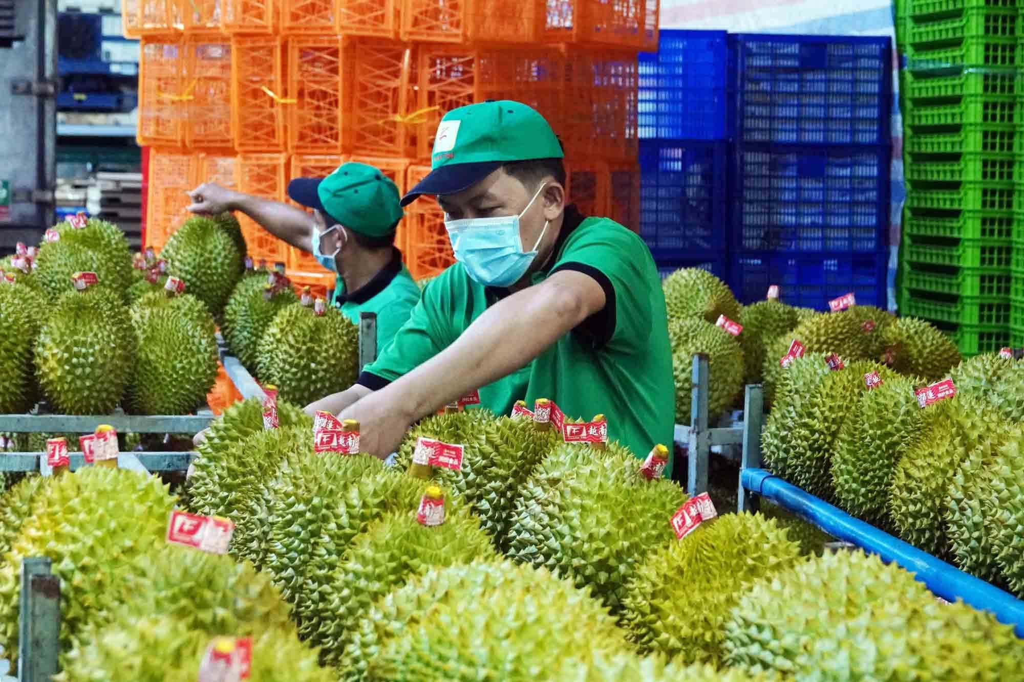 Trung Quốc đã mua 1,5 triệu tấn sầu riêng tươi trong 10 tháng đầu năm