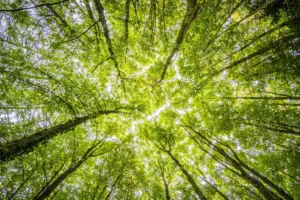 Net Zero là gì? Cách đạt được phát thải ròng bằng 0 Bảo vệ và trồng rừng là điều nên làm để giảm khí thải nhà kính