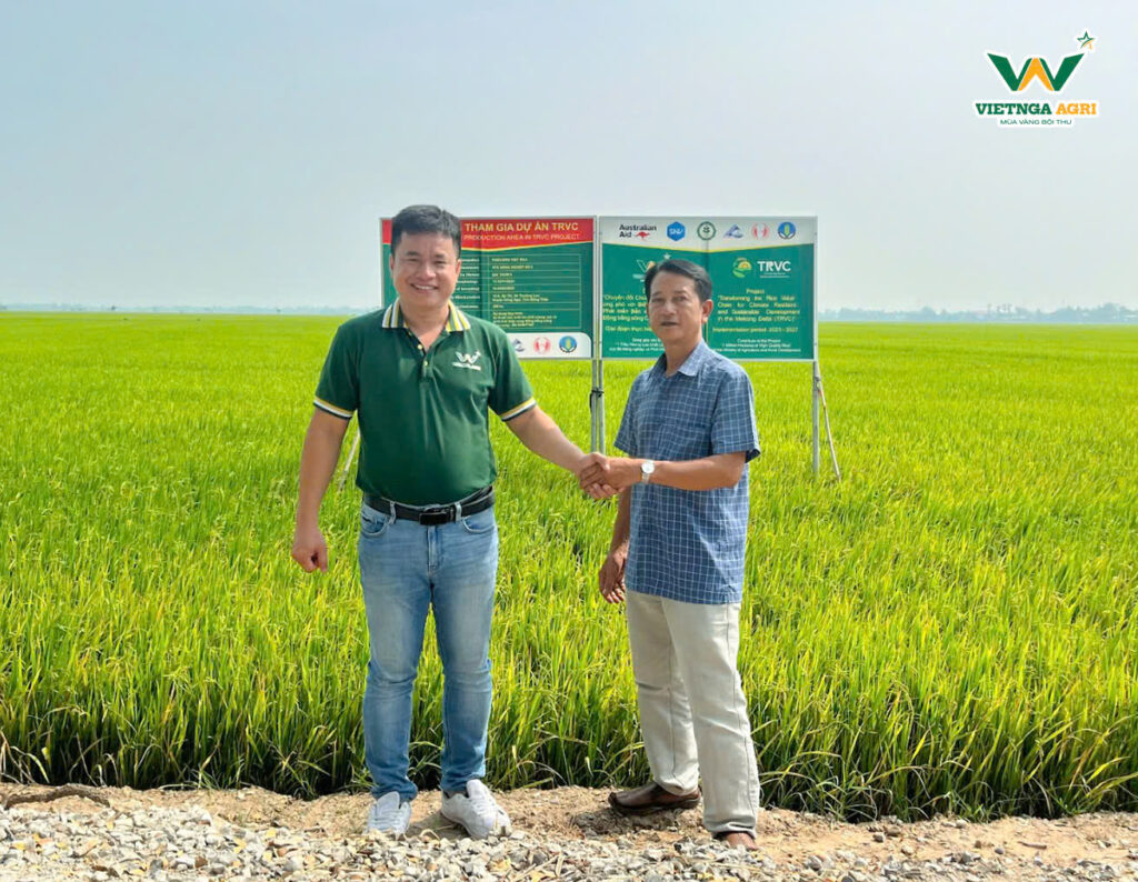 Rice Farmers Earn Over 30 Million VND per Hectare in Profit When Partnering with Viet Nga Agri under the TRVC Project Mr. Duong Hong Dan (right), Director of Cooperative No. 2 in Hong Ngu District, Dong Thap Province, expressed his satisfaction with the positive outcomes of the TRVC project and its potential for future expansion.