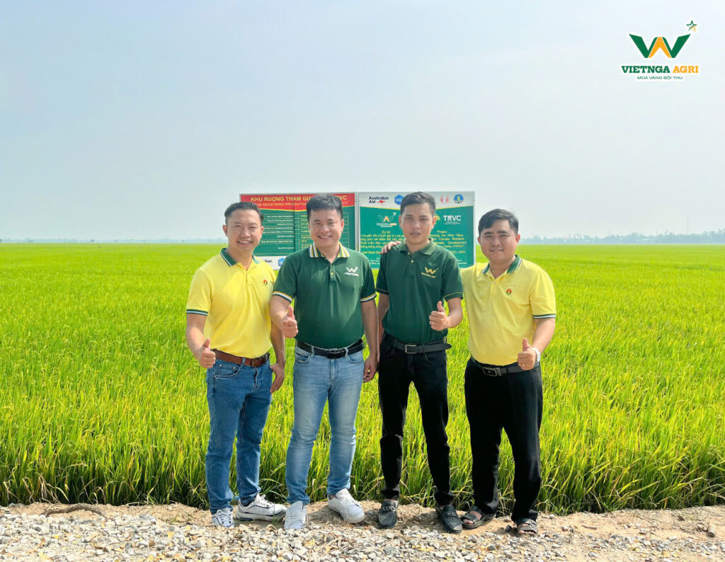 Rice Farmers Earn Over 30 Million VND per Hectare in Profit When Partnering with Viet Nga Agri under the TRVC Project 07