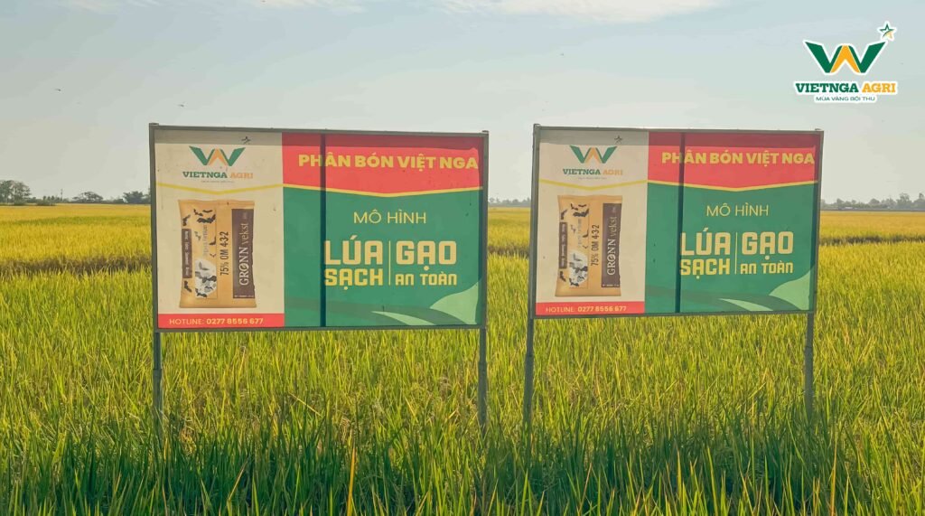 Mô Hình “Lúa Sạch - Gạo An Toàn” Sử Dụng 100% Phân Bón Hữu Cơ Của Phân Bón Việt Nga Hiệu Quả Ra Sao? thu hoach mo hinh lua sach 10