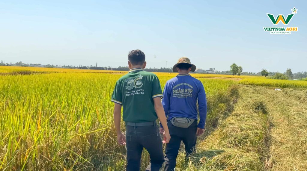 Mô Hình “Lúa Sạch - Gạo An Toàn” Sử Dụng 100% Phân Bón Hữu Cơ Của Phân Bón Việt Nga Hiệu Quả Ra Sao? Ruộng lúa hữu cơ trong mô hình được cán bộ kỹ thuật Phân Bón Việt Nga hỗ trợ chăm sóc giúp đảm bảo cây không sâu bệnh, đạt năng suất tốt nhất