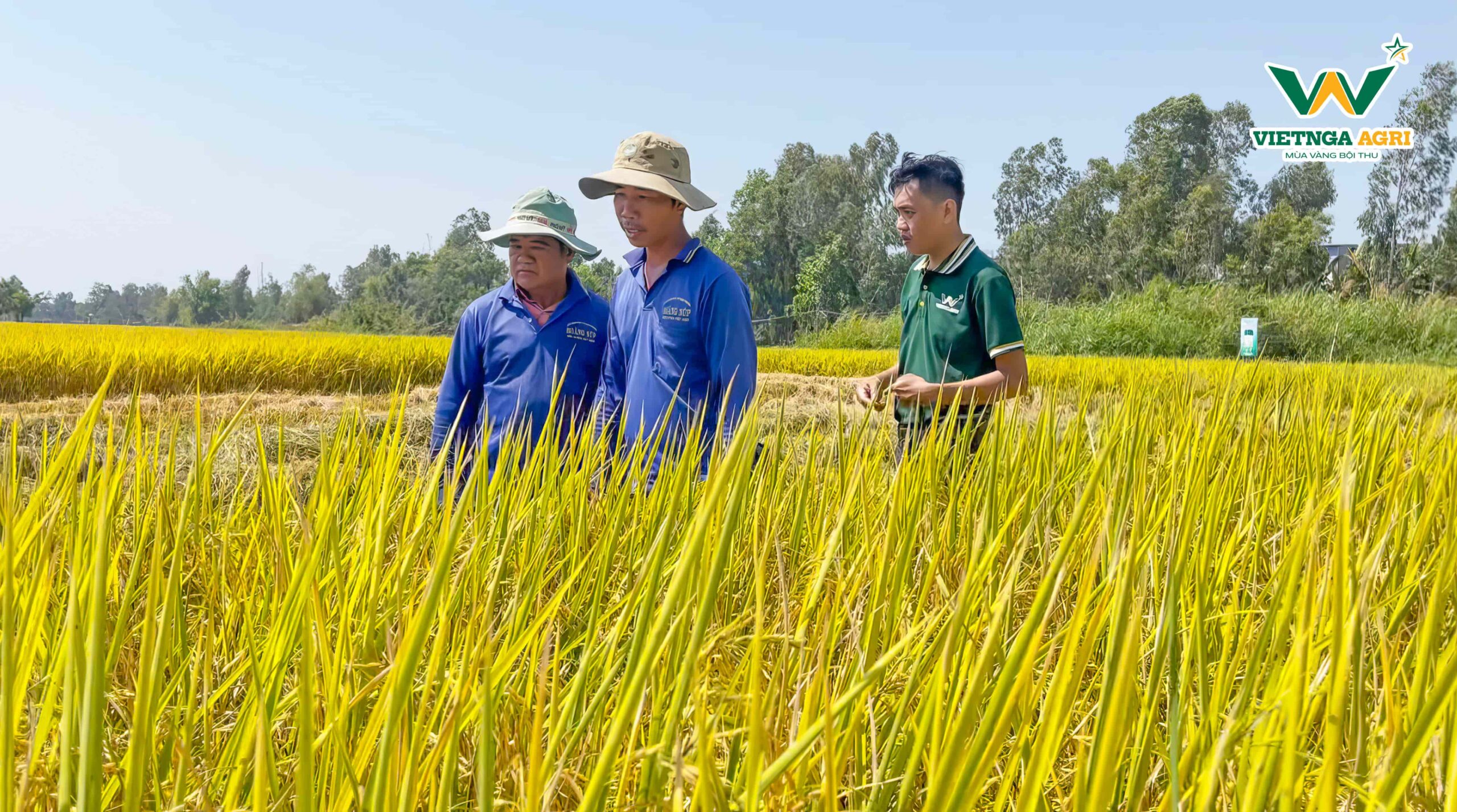 Đại diện của Phân Bón Việt Nga có mặt tại ruộng của anh vào ngày thu hoạch, đây là ruộng sử dụng hoàn toàn phân bón hữu cơ của Phân Bón Việt Nga