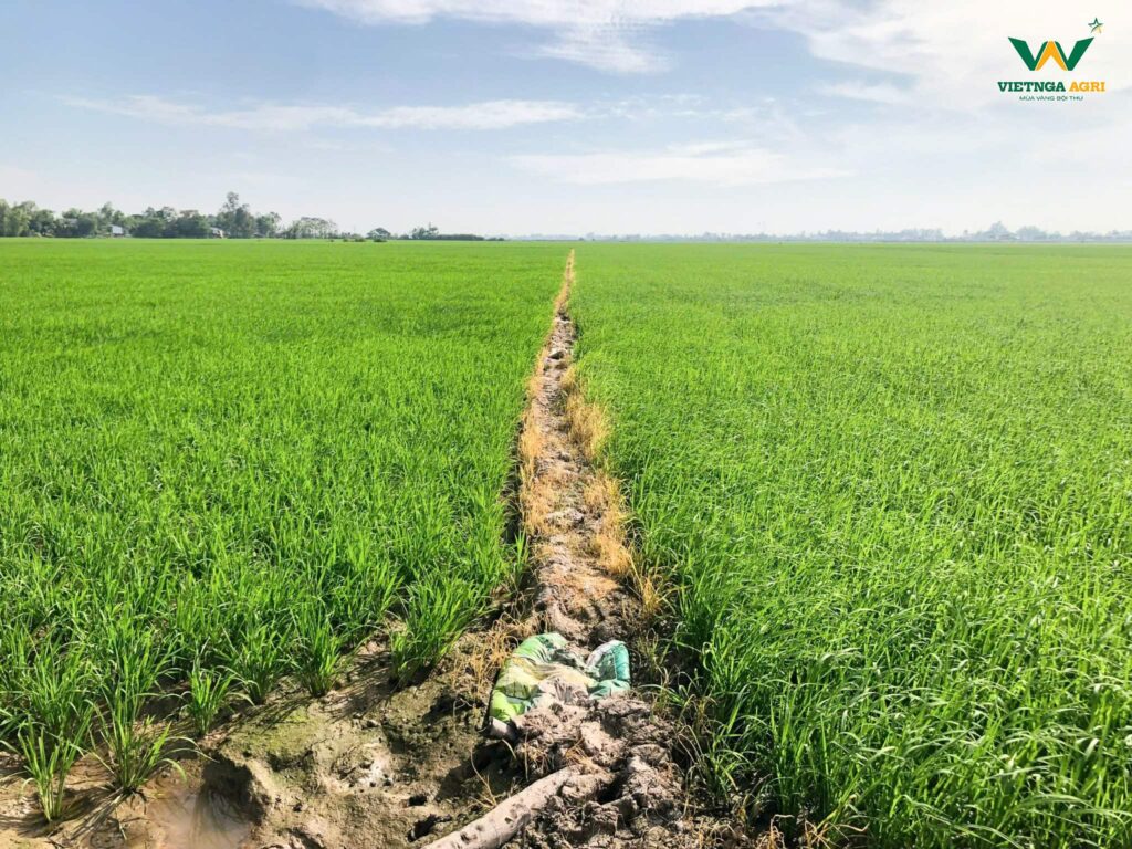 Mô Hình “Lúa Sạch - Gạo An Toàn” Sử Dụng 100% Phân Bón Hữu Cơ Của Phân Bón Việt Nga Hiệu Quả Ra Sao? thu hoach mo hinh lua sach 3