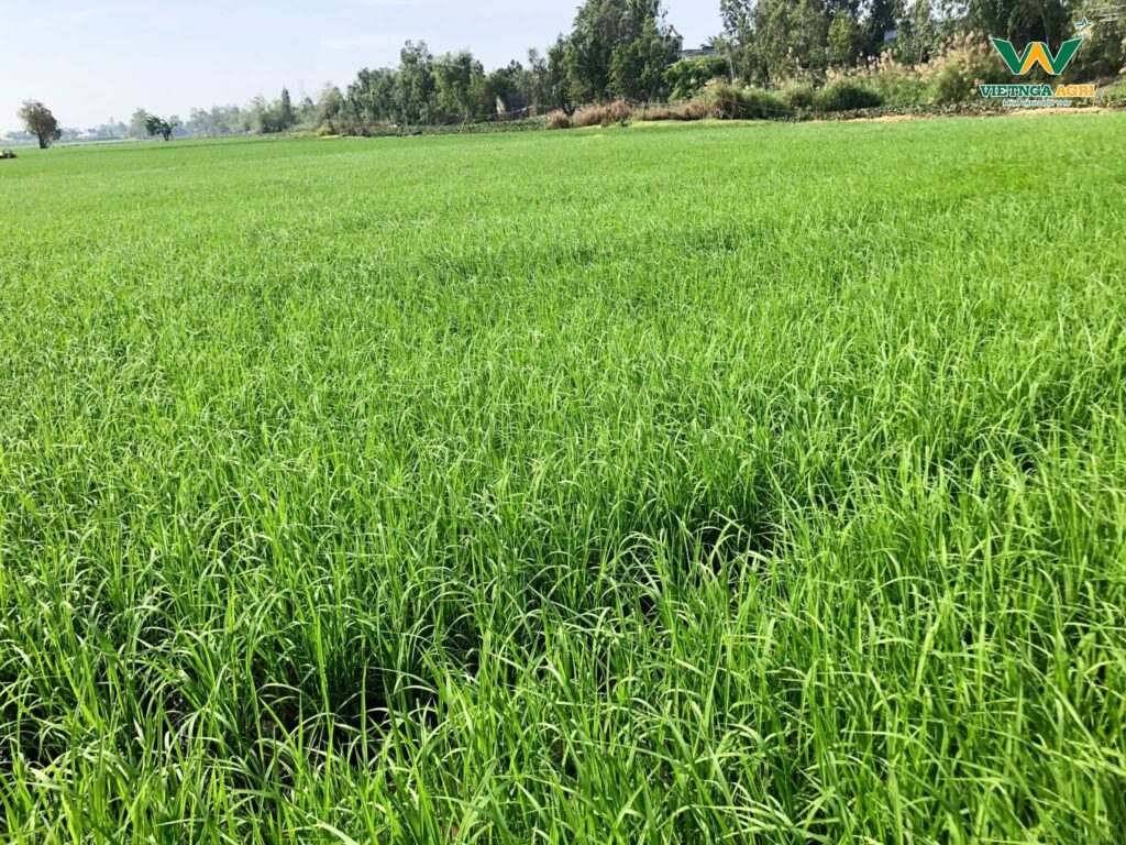 Mô Hình “Lúa Sạch - Gạo An Toàn” Sử Dụng 100% Phân Bón Hữu Cơ Của Phân Bón Việt Nga Hiệu Quả Ra Sao? thu hoach mo hinh lua sach 4