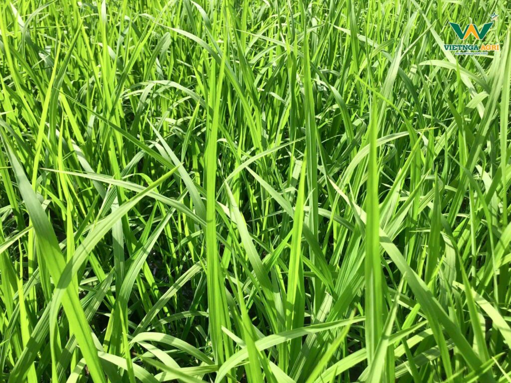 Mô Hình “Lúa Sạch - Gạo An Toàn” Sử Dụng 100% Phân Bón Hữu Cơ Của Phân Bón Việt Nga Hiệu Quả Ra Sao? Tình trạng ruộng lúa của anh Nguyễn Văn Núp sau 31 ngày tuổi:, dầy lá, hạn chế sâu bệnh, màu lá nhạt hơn so với khi sử dụng phân hóa học