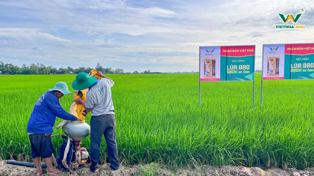 Mô Hình “Lúa Sạch - Gạo An Toàn” Sử Dụng 100% Phân Bón Hữu Cơ Của Phân Bón Việt Nga Hiệu Quả Ra Sao? Sau 3 cử bón, nông dân phản hồi lúa tốt tương đương khi sử dụng phân hóa học, rễ phát triển mạnh, đẻ nhánh tốt, mập cây, ít sâu bệnh, và xanh bền và giảm chi phí thuốc BVTV khá nhiều