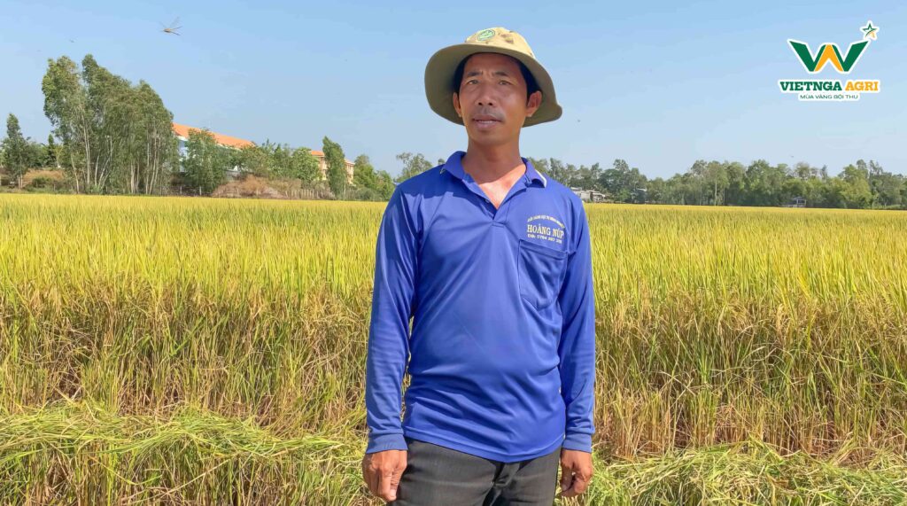 Mô Hình “Lúa Sạch - Gạo An Toàn” Sử Dụng 100% Phân Bón Hữu Cơ Của Phân Bón Việt Nga Hiệu Quả Ra Sao? Anh Nguyễn Văn Núp bên ruộng lúa sử dụng 100% phân bón hữu cơ Phân Bón Việt Nga