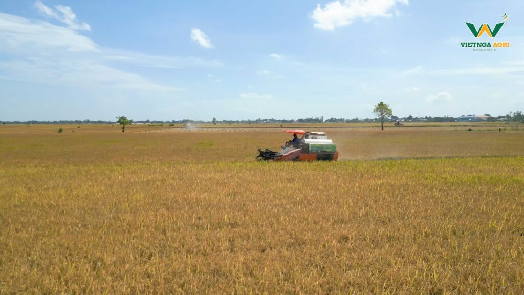 Rice Farmers Earn Over 30 Million VND per Hectare in Profit When Partnering with Viet Nga Agri under the TRVC Project thu hoach trvc 4