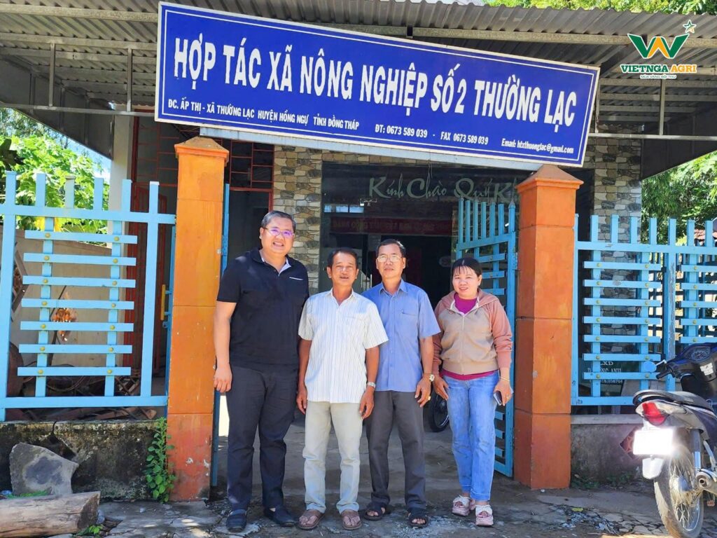 Rice Farmers Earn Over 30 Million VND per Hectare in Profit When Partnering with Viet Nga Agri under the TRVC Project thu hoach trvc 5