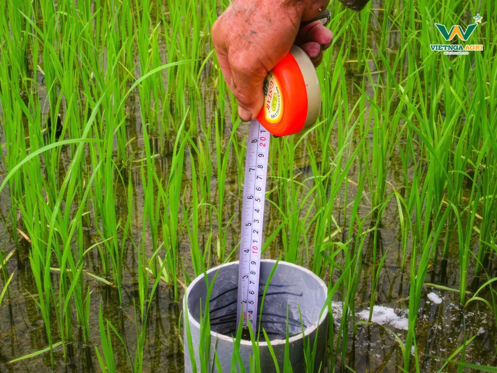 Rice Farmers Earn Over 30 Million VND per Hectare in Profit When Partnering with Viet Nga Agri under the TRVC Project Applying Alternate Wetting and Drying (AWD) for Water Management