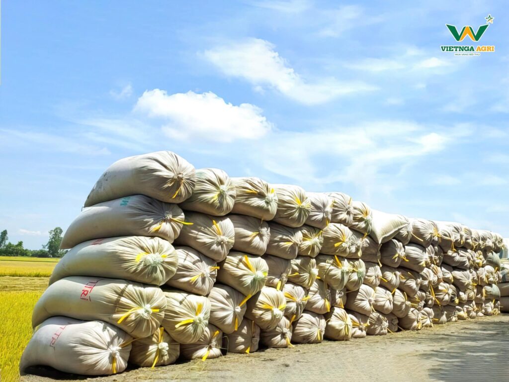 Rice Farmers Earn Over 30 Million VND per Hectare in Profit When Partnering with Viet Nga Agri under the TRVC Project thu hoach trvc 9
