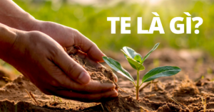 Phân Vi Lượng TE Là Gì? TE Trên Bao Bì Bhân Bón Nghĩa Là Gì? TE là gì