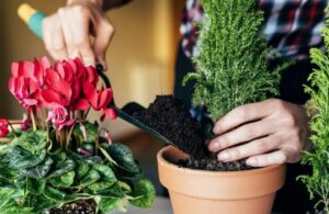 Phân bón cho cây cảnh: Đặc điểm cơ bản và các loại phổ biến Cây cảnh cần nhiều loại dinh dưỡng để sinh trưởng và phát triển ổn định.