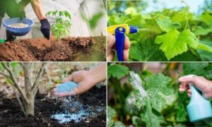 Phân bón cho cây cảnh: Đặc điểm cơ bản và các loại phổ biến Vai trò của phân bón đối với cây cảnh
