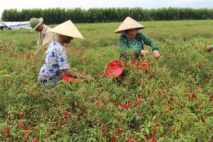 Phân bón chuyên dùng cây ớt lý tưởng giúp mùa vụ sai quả Cách Bón Phân Chuyên Dùng Cho Cây Ớt Hiệu Quả