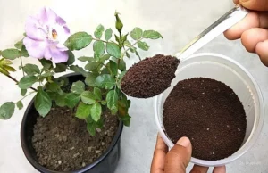 Phân bón cho cây cảnh: Đặc điểm cơ bản và các loại phổ biến Hướng Dẫn Cách Bón Phân Cho Cây Cảnh