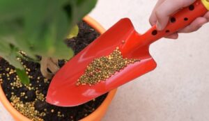 Phân bón cho cây cảnh: Đặc điểm cơ bản và các loại phổ biến Các loại phân bón cho cây cảnh