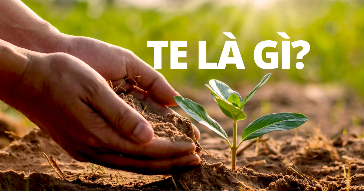 TE là gì