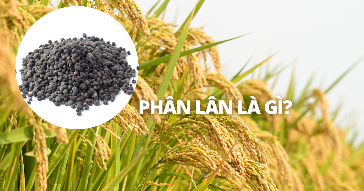 phân lân là gì