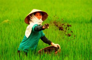 Phân Vi Lượng TE Là Gì? TE Trên Bao Bì Bhân Bón Nghĩa Là Gì? Việc hiểu đúng các thuật ngữ sẽ giúp bà con lựa chọn phân bón phù hợp với từng loại cây trồng.