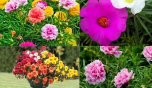 Hướng dẫn chi tiết cách trồng hoa mười giờ đơn giản Các giống hoa mười giờ phổ biến hiện nay