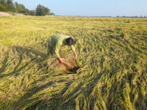 Causes of Rice Lodging and Effective Solutions for Farmers