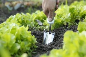 What Is Microbial Organic Fertiliser? A Sustainable Cultivation Secret Microbial organic fertiliser is a versatile type of fertiliser that can be used for almost all types of crops commonly cultivated by farmers.