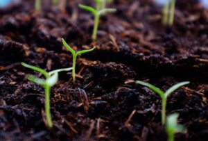 Using Coffee Grounds for Plants: Turning Waste into Organic Fertilizer at Home