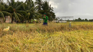 These are the key damages caused by rice lodging that farmers should be aware of — to take preventive measures in time and protect both yield and quality.