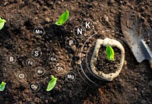 What Is Microbial Organic Fertiliser? A Sustainable Cultivation Secret Microbial organic fertiliser is a combination of organic matter and beneficial microorganisms,