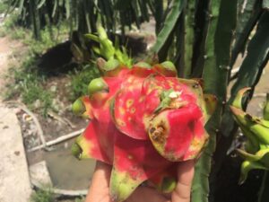 ជំងឺពង្រនៅលើត្របែកដូងចាំបាច់ – វិធីការពារ រដូវវស្សាគឺជាពេលវេលាដែលជំងឺចំណុចពណ៌ត្នោតនៅលើផ្លែស្រកានាគមានការវិវឌ្ឍន៍យ៉ាងខ្លាំងដោយសារតែសំណើមខ្ពស់ និងអាកាសធាតុមានពពកយូរ។