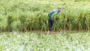 Unfavorable weather remains one of the major contributors to lodging in rice crops.
