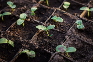What Is Microbial Organic Fertiliser? A Sustainable Cultivation Secret Advantages and Disadvantages of Microbial Organic Fertilisers