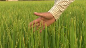 Rầy nâu là gì? Cách nhận biết và phòng ngừa hiệu quả Gieo sạ đồng loạt, đúng lịch thời vụ theo khuyến cáo của cơ quan chuyên môn để né rầy