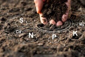 Phân bón vi sinh là loại phân bón chứa các vi sinh vật sống có lợi cung cấp dinh dưỡng tự nhiên cho cây trồng